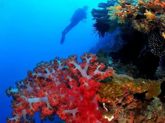 The Reef Dive Resort